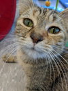 C44 Litter-Teaberry-PSP-ADOPTED