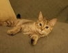 C44 Litter-Teaberry-PSP-ADOPTED