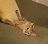 C44 Litter-Teaberry-PSP-ADOPTED