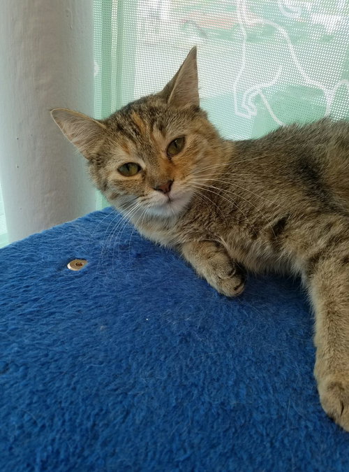 C44 Litter-Teaberry-PSP-ADOPTED