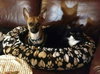 Cheeko - ADOPTED