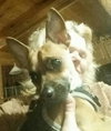 Cheeko - ADOPTED