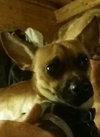 Cheeko - ADOPTED