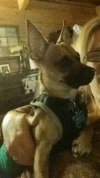 Cheeko - ADOPTED