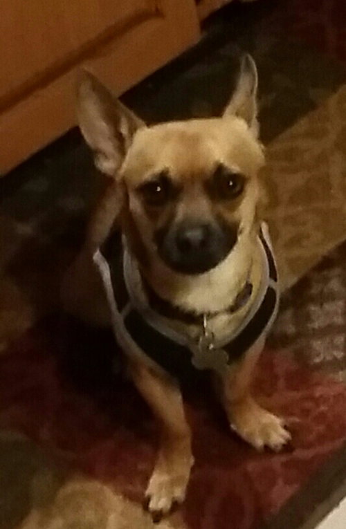 Cheeko - ADOPTED