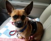 Cheeko - ADOPTED