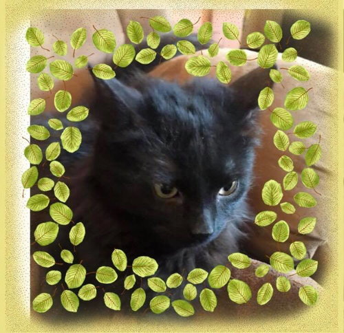 C45 Litter - Rosa - PSP-ADOPTED