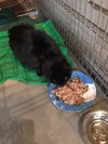 C45 Litter - Rosa - PSP-ADOPTED