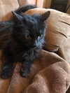 C45 Litter - Rosa - PSP-ADOPTED