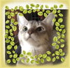 C45 Litter - Trixie - PSP - ADOPTED