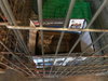C45 Litter - Trixie - PSP - ADOPTED