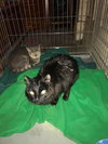 C45 Litter - Trixie - PSP - ADOPTED