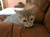 C45 Litter - Trixie - PSP - ADOPTED