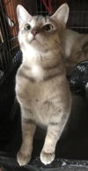C45 Litter - Trixie - PSP - ADOPTED