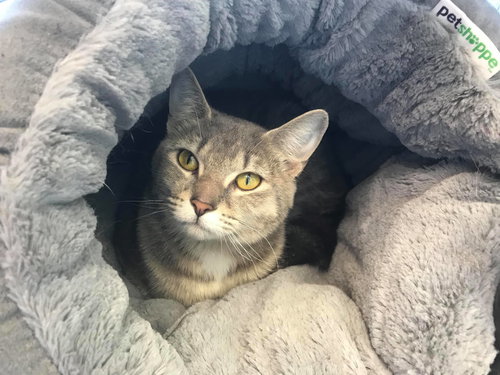 C45 Litter - Trixie - PSP - ADOPTED