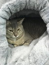 C45 Litter - Trixie - PSP - ADOPTED