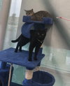 C45 Litter - Trixie - PSP - ADOPTED