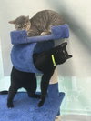 C45 Litter - Trixie - PSP - ADOPTED