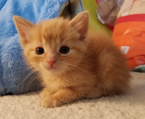 C44 Litter-Tabby - ADOPTED