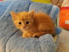 C44 Litter-Tabby - ADOPTED
