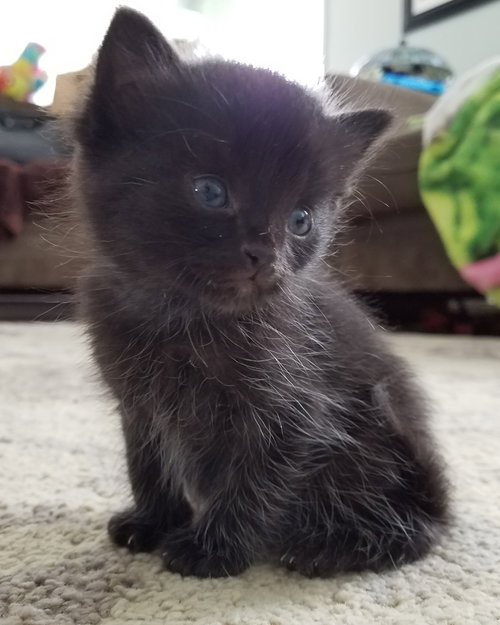 C44 Litter-Zeke - ADOPTED