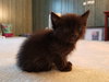 C44 Litter-Zeke - ADOPTED