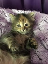 C46 Litter-Pepper-ADOPTED