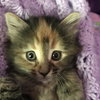 C46 Litter-Pepper-ADOPTED