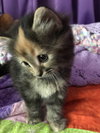 C46 Litter-Pepper-ADOPTED