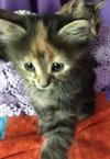 C46 Litter-Pepper-ADOPTED