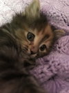 C46 Litter-Pepper-ADOPTED