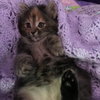 C46 Litter-Pepper-ADOPTED