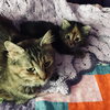C46 Litter-Pepper-ADOPTED