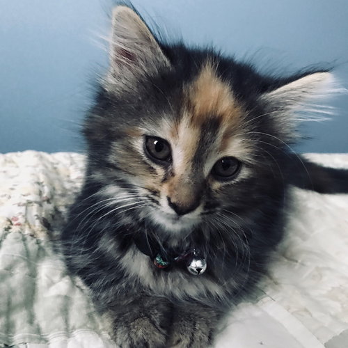 C46 Litter-Pepper-ADOPTED