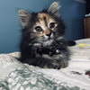 C46 Litter-Pepper-ADOPTED