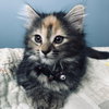 C46 Litter-Pepper-ADOPTED