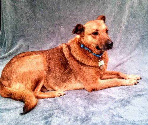 Cassie - ADOPTED