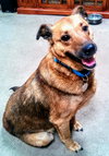 Cassie - ADOPTED