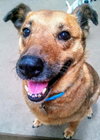 Cassie - ADOPTED
