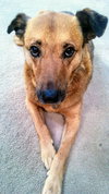 Cassie - ADOPTED