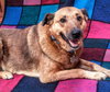 Cassie - ADOPTED