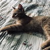 C47 Litter-Davy-ADOPTED