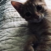 C47 Litter-Davy-ADOPTED