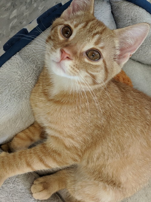 C47 Litter-Davy-ADOPTED