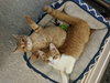C47 Litter-Davy-ADOPTED