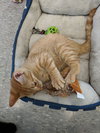 C47 Litter-Davy-ADOPTED