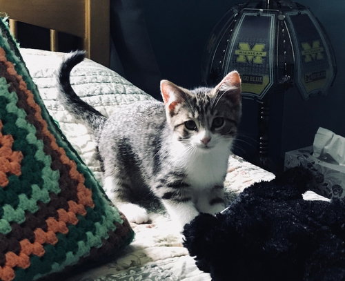 C47 Litter-Mickey-ADOPTED