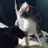 C47 Litter-Mickey-ADOPTED