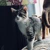 C47 Litter-Mickey-ADOPTED