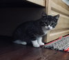 C47 Litter-Peter - ADOPTED